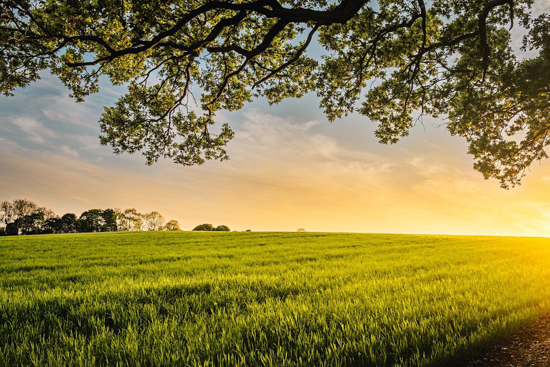Green farm field stretching toward the horizon