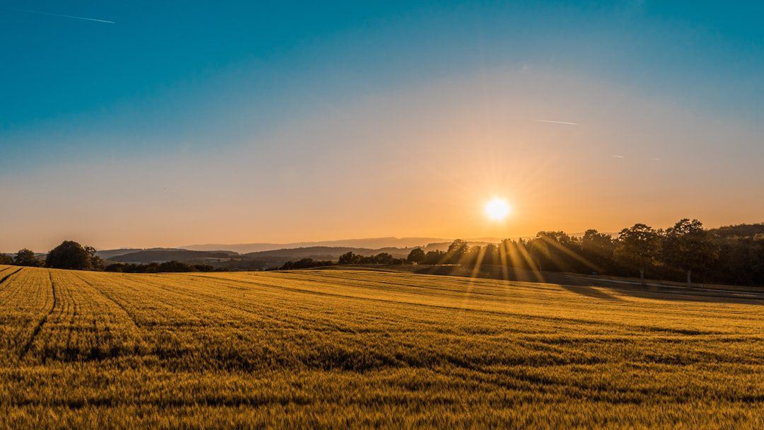 Open field with a tree during daytime